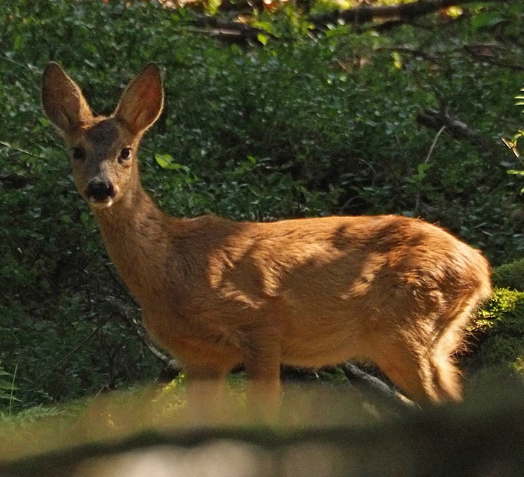 Reh, Capreolus capreolus